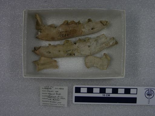 Canis sp.