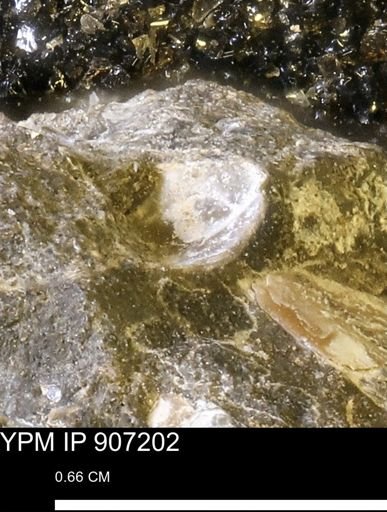 undet. Mollusca