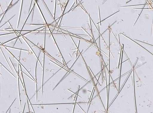 Cladorhiza grandis