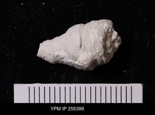 Agelasida?