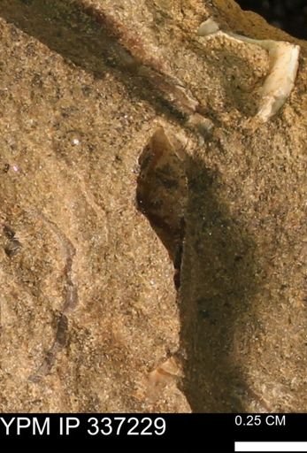 undet. Mollusca