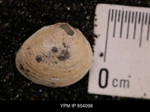 Limopsis striatopunctatus