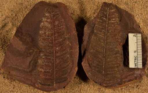 Pecopteris