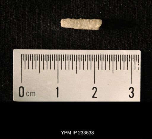 Archaeocidaris sp.