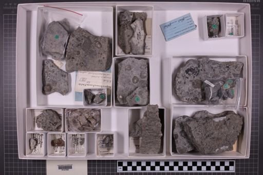 mixed taxa, stratigraphic collection
