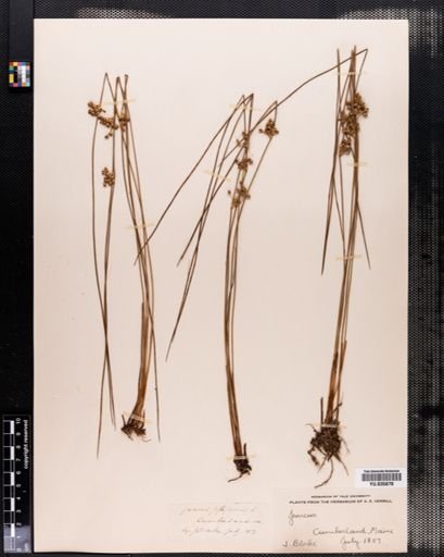 Juncus filiformis