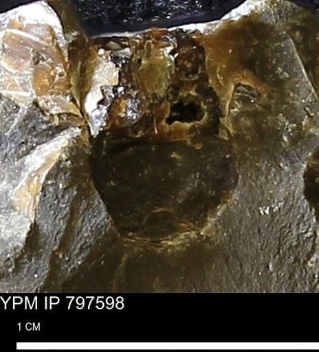 undet. Ammonoidea