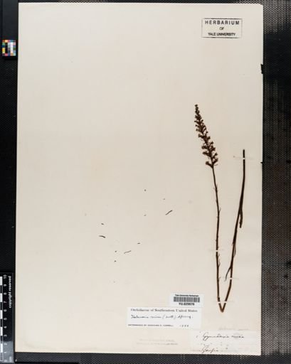 Habenaria
