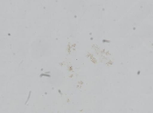 Pomatiopsis binneyi