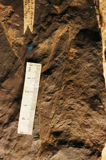 Podozamites lanceolatus