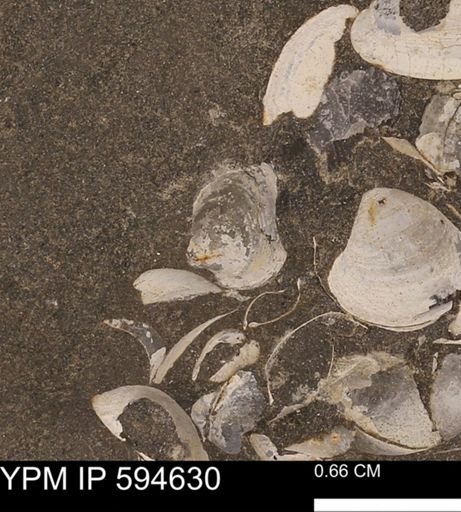 Protocardia sp.