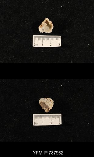 undet. Brachiopoda
