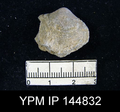 Athyris capillata