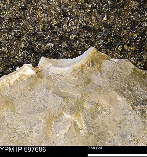 undet. Bivalvia
