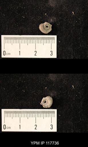undet. Gastropoda