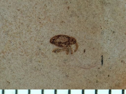 undet. Curculionidae