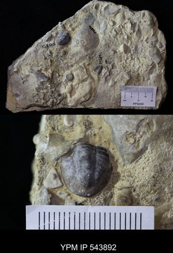 undet. Trilobita