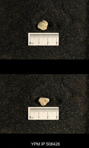Astartella sp.