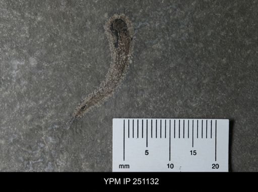 Cooksonia sp.