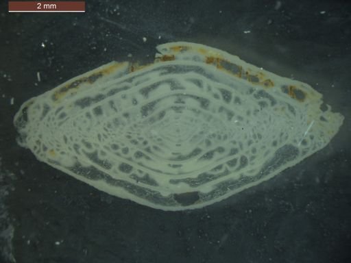 Triticites beedei