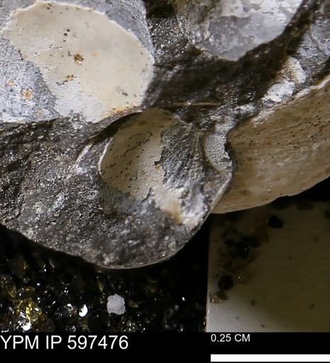 Limopsis striatopunctatus