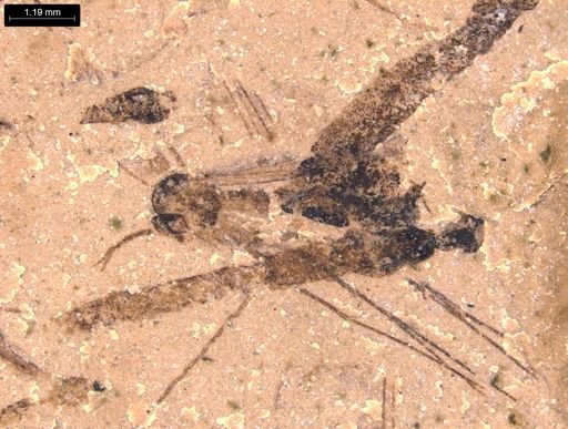 taxon undetermined