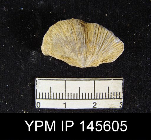 Spirifer (Neospirifer) musakheylensis