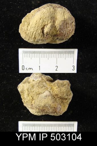 Productus sp.