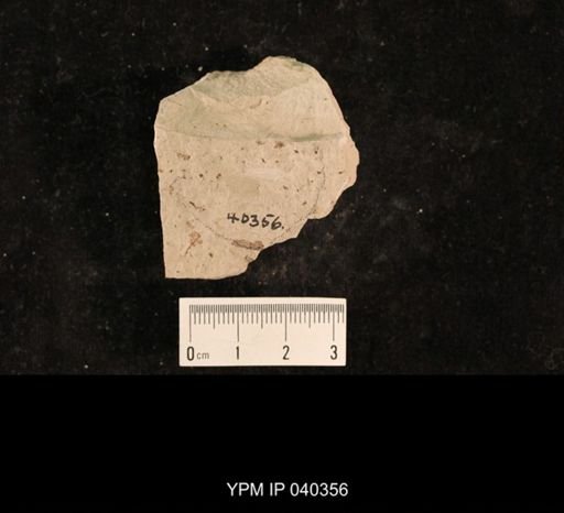Chelopterum peregrinum