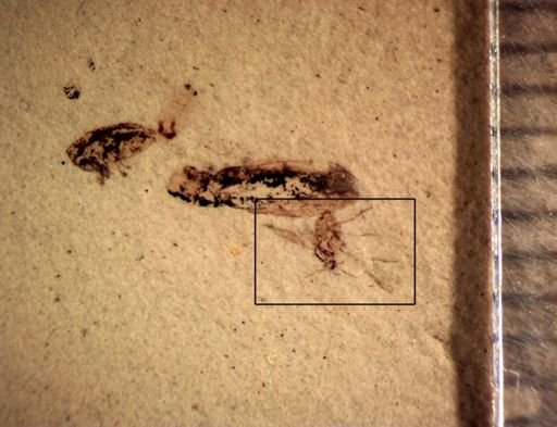 undet. Diptera