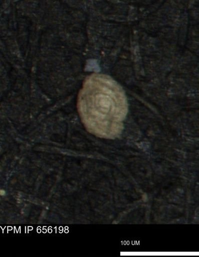Spirolocammina planula