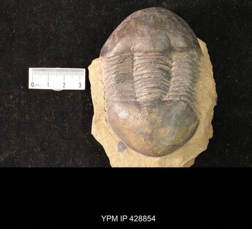 Illaenus sp.