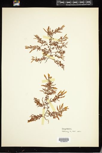 Sargassum