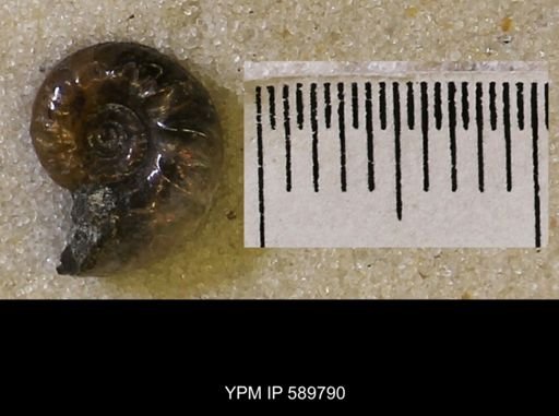 Jeletzkytes nebrascensis