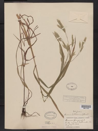 Bromus latiglumis