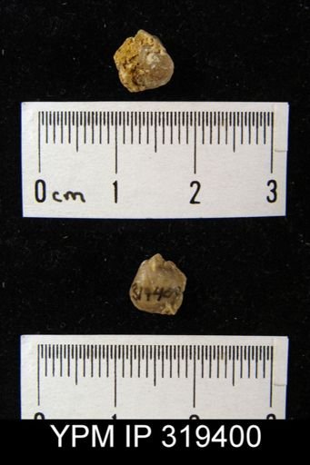 Squamularia perplexa