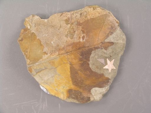Liriodendron alatum