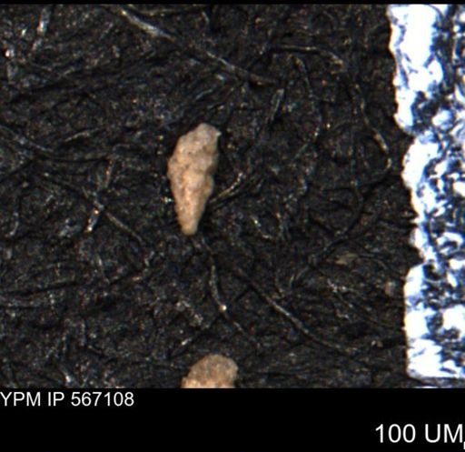 Verneuilina canadensis