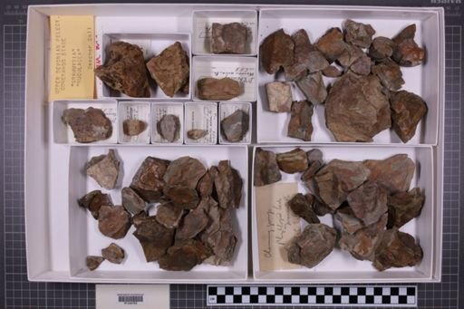 mixed taxa, stratigraphic collection