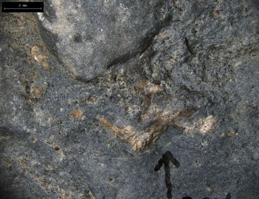 Aplocoma damesii