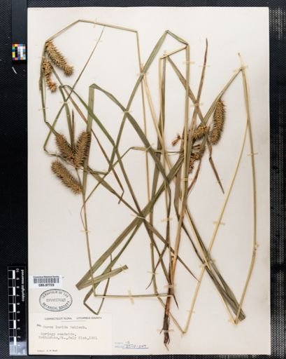 Carex lurida