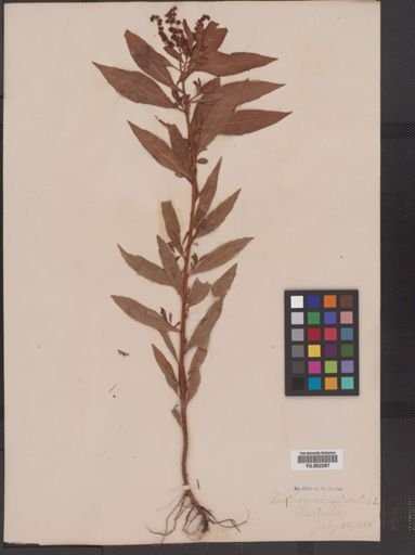 Penthorum sedoides