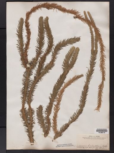 Lycopodium