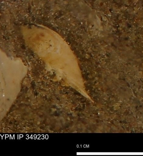 Limopsis striatopunctatus