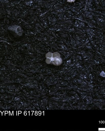 undet. Rugoglobigerinidae