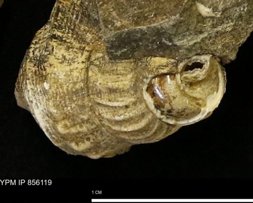 Drepanochilus sp.