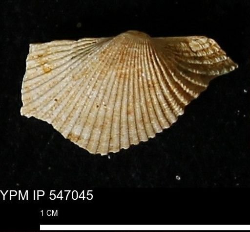 Scapharca transversa