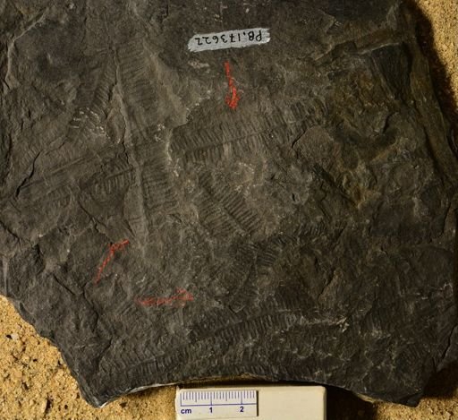 Pecopteris sp.