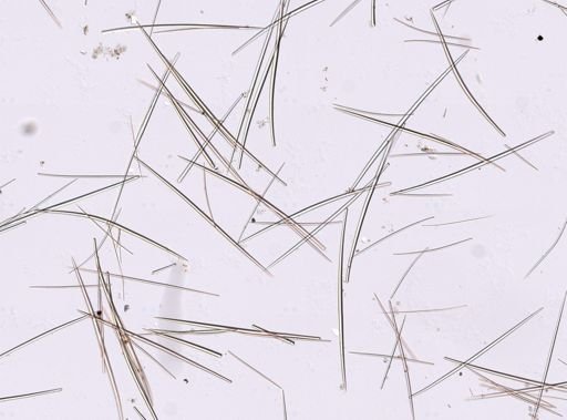 Halichondria