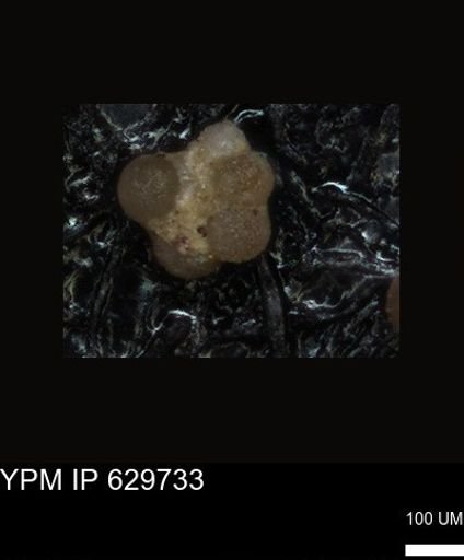 undet. Foraminiferida